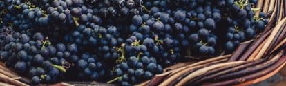Bunches of Tinta Negra Mole grapes on wicker basket in Estreito de Camara de Lobos on Madeira. Portugal; Shutterstock ID 1668047653; purchase_order: ; job: ; client: ; other: 