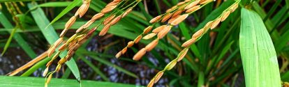 Rice (Latin: Oryza sativa L.) is one of the most important cultivated plants in civilization. Although mainly refers to cultivated plant types, rice is also used to refer to several types of the same ; Shutterstock ID 1867666339; purchase_order: -; job: -; client: -; other: -