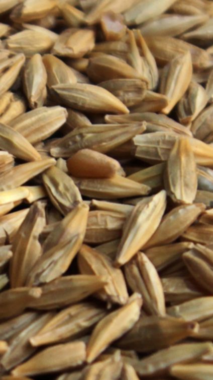 More than five decades of experience in the preservation of feed and feed ingredients with its organic acids - Photo of barley