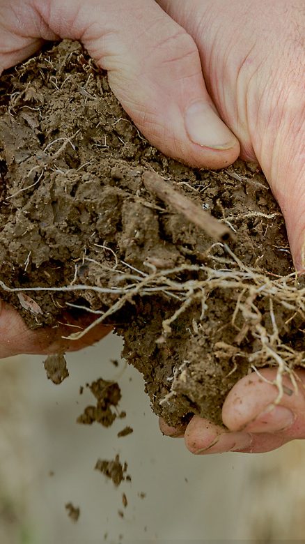 A pair of hands holding a clump of dirt. 