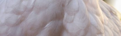 Animal health - Photo of breast feathers of white broiler