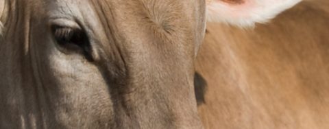 Animal nutrition products - Photo of the head of a cow