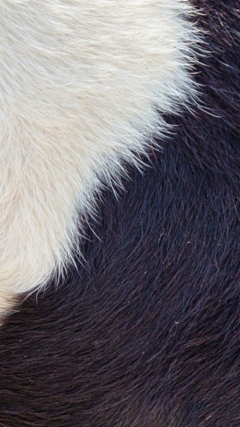 Animal health - Photo of the coat of a cow