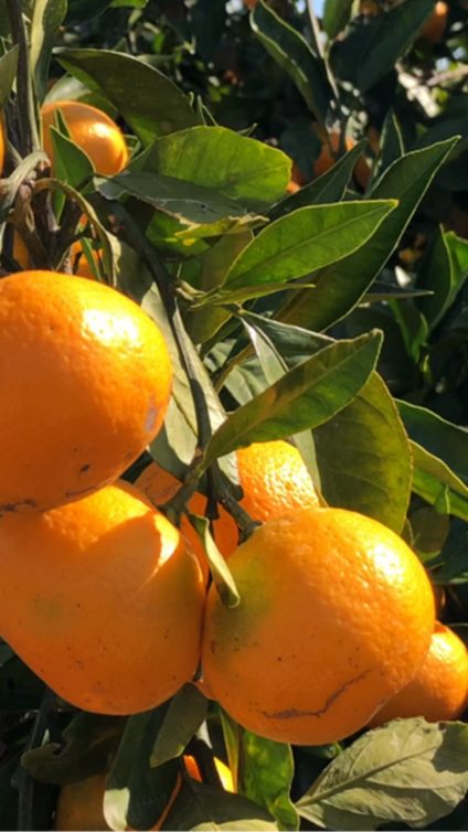 Natural Product Range - Photo of oranges hanging on a tree