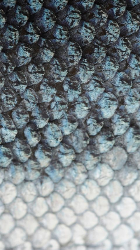Animal feed additives - Photo of salmon skin