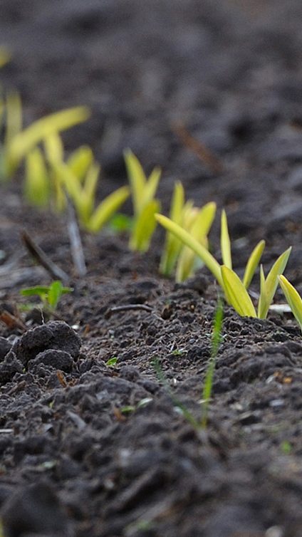 Reducing the environmental impact of livestock production - Photo: Field furrows with plant sprouts