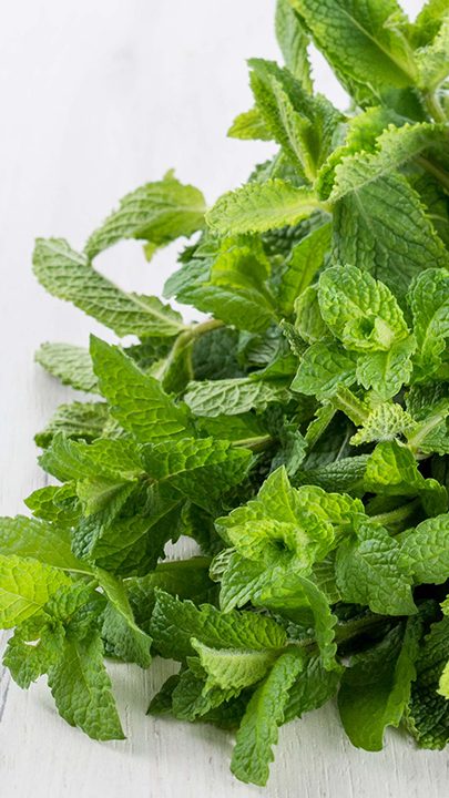 Photo of Menthol aroma ingredients: Bouquet of peppermint
