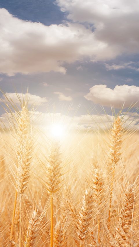 Harvest season golden wheat field