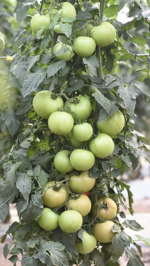 tomate-vitroe (2).jpeg